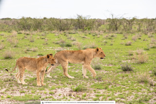 10 Days of Natural Beauty - Sossusvlei, Swakopmund, Damaraland, Etosha, Otjiwarongo, Windhoek