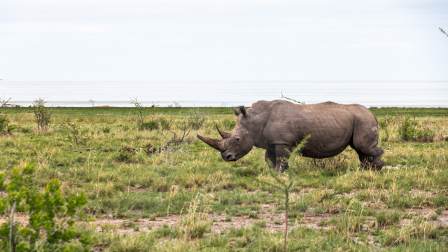 Safari and Sands